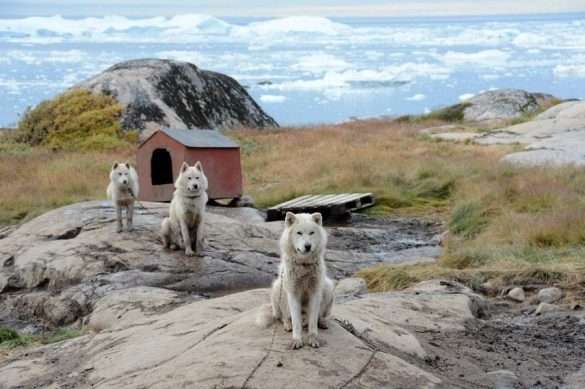Mare Artico Groenlandia