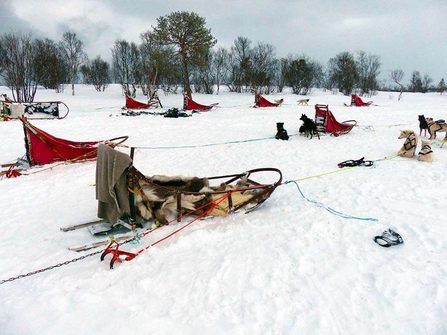 video dog sledding Tromso cani da slitta