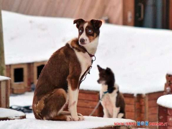cani da slitta
