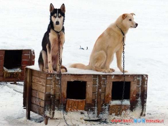cani da slitta