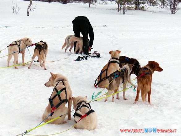 cani da slitta