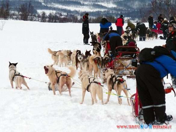 Tour con cani da slitta a Tromso in Norvegia