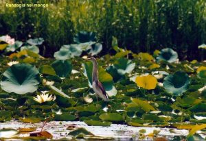 lago-srinagar