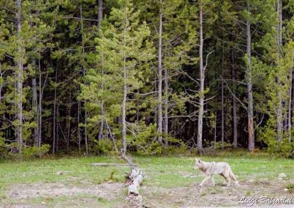 Yellowstone