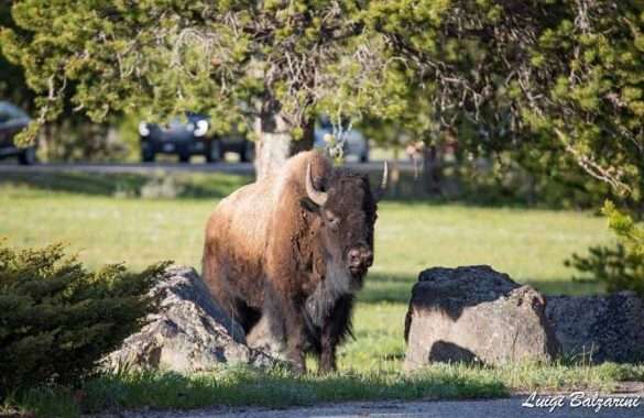 Yellowstone