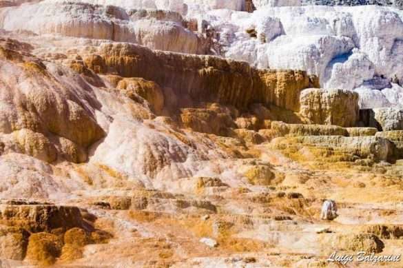 Yellowstone