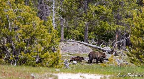 Grand Teton