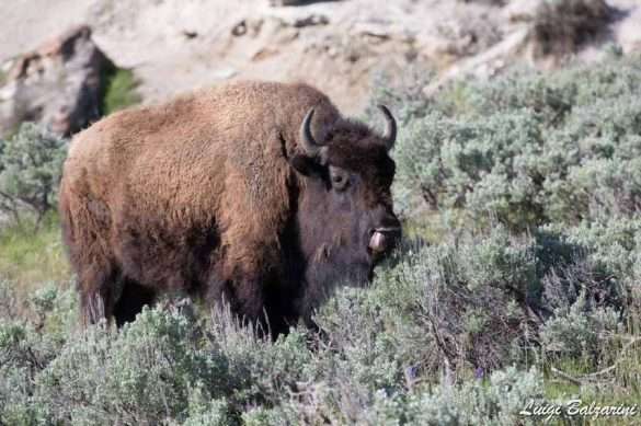 Grand Teton