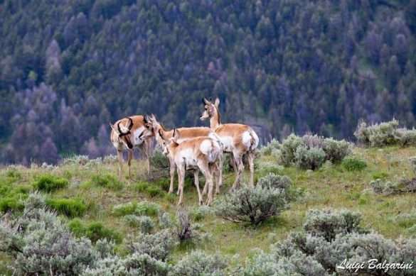 Grand Teton