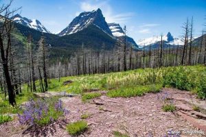 Glacier Waterton