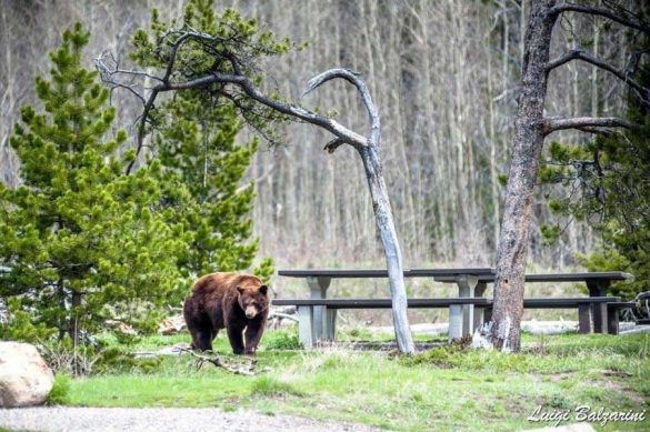 Orso nel Waterton Lakes National Park