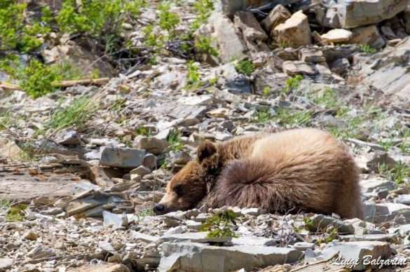 Un orso riposa tra le rocce lungo la Akamina Parkway