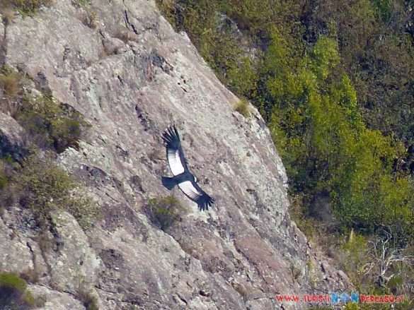 Condor in volo nella Quebrada del Condorito a Cordoba in Argentina