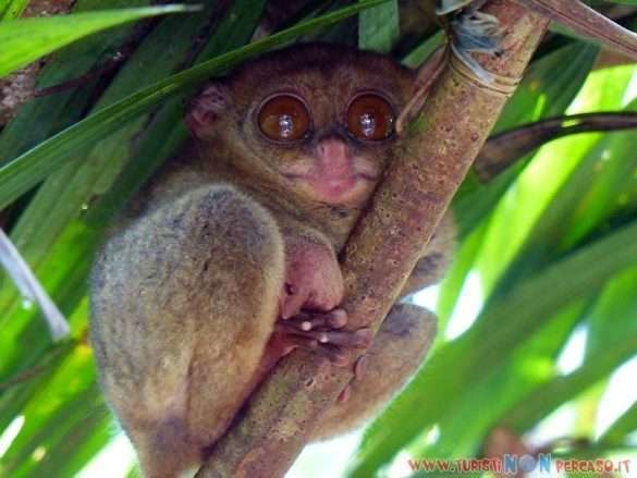 Paesaggi tropicali Bohol Filippine