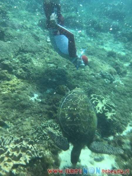 Dumaguete Isola di Negros