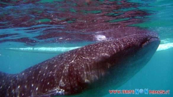 Moalboal Cebu Fhilippines