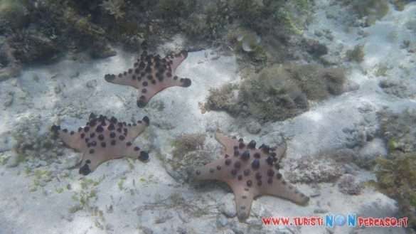 Moalboal Cebu Fhilippines