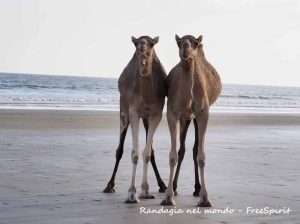 dune bianche di Al Khaluf Oman