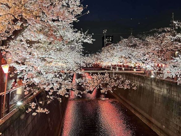 fioritura dei ciliegi Tokyo Ueno Park