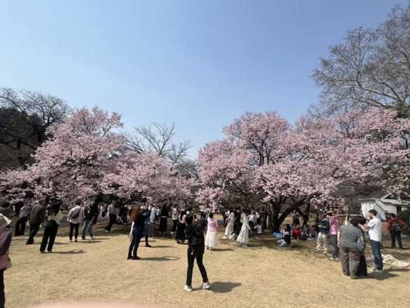 fioritura ciliegi Chidorigafuchi Tokyo