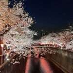 hanami a Shinjuku Gyoen Tokyo