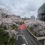 fioritura ciliegi Chidorigafuchi Tokyo