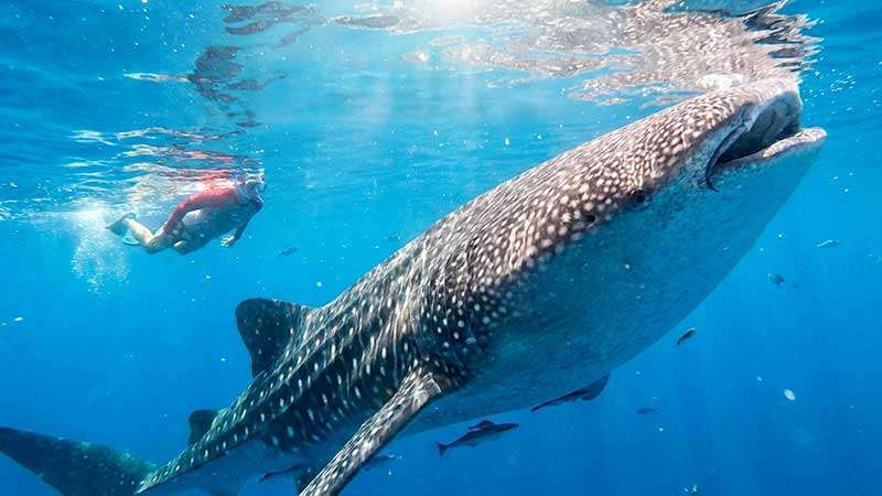 Snorkeling-squali-balena-Filippine